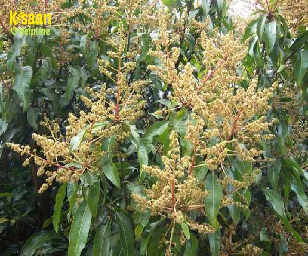 आम के बौर को बदलते मौसम और बीमारियों से बचाने के उपाय